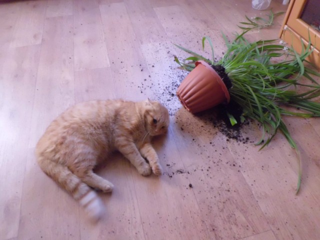 Невыразительные коты