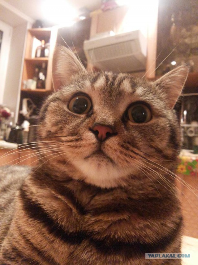 Котовторник 29.10.2013