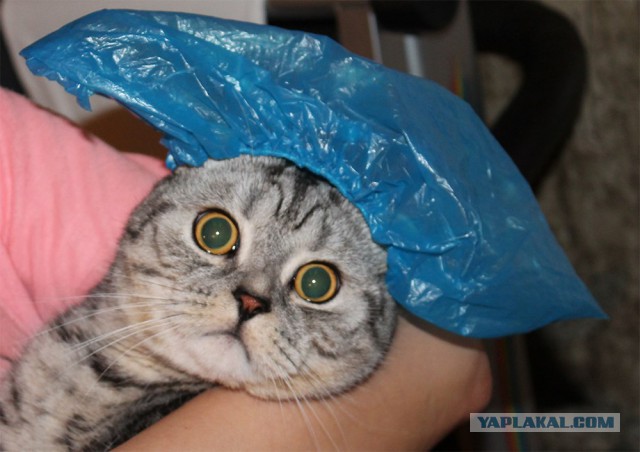 Кот