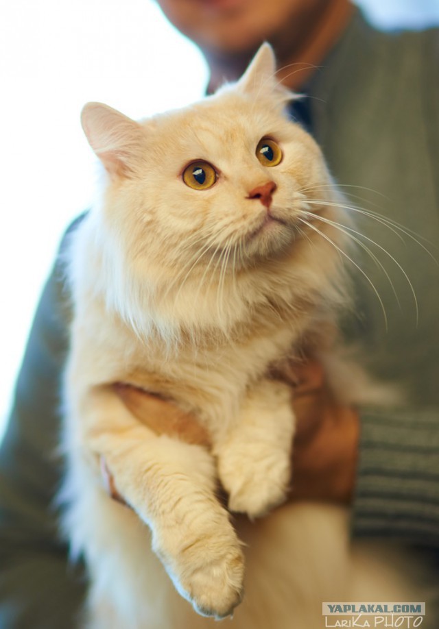 Котовторник 04.03.2014