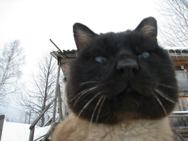 Котовторник 01.04.2014
