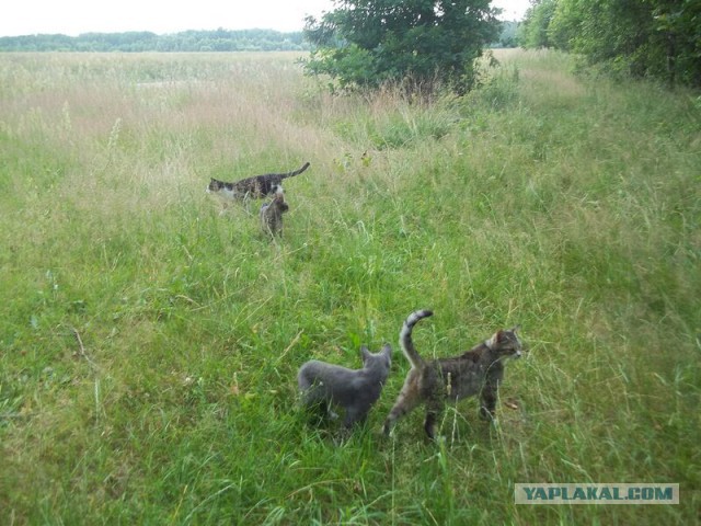 Жизнь домашнего приюта для котеек 17