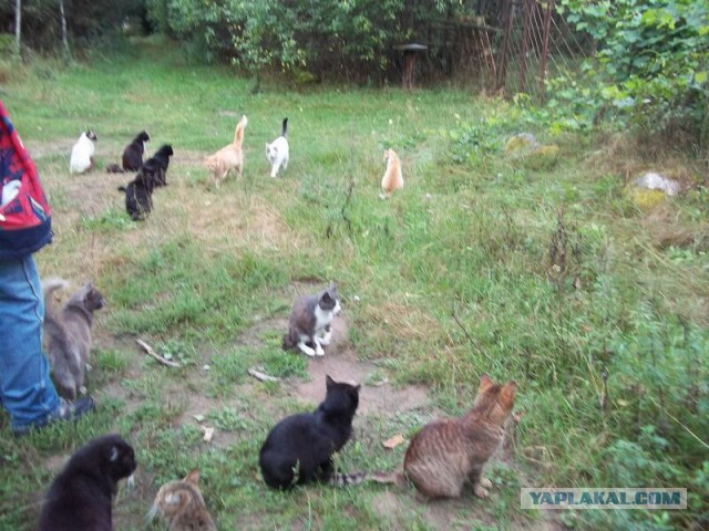Жизнь домашнего приюта для котеек 23