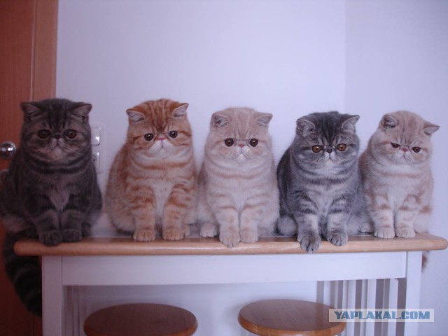 Котовторник 09.09.2014
