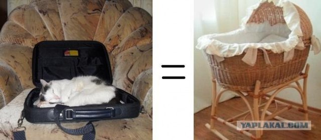 Как коты видят мир вокруг