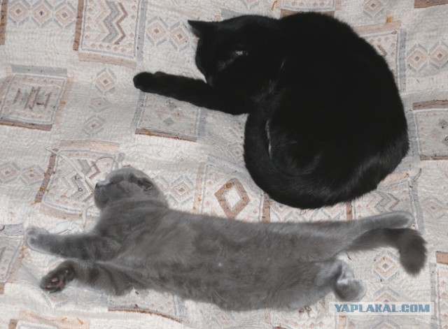 А как спит ваш кот?