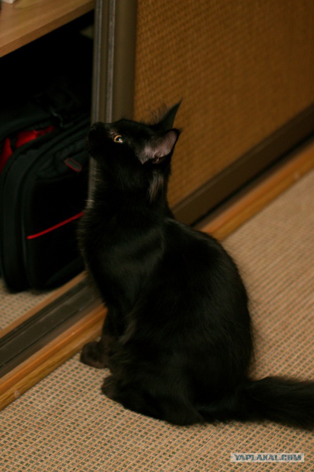 Котовторник 2.12.14