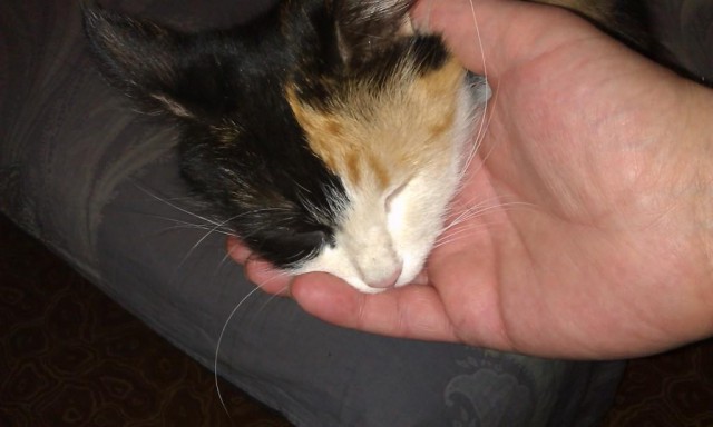 Котовторник 23.12.2014