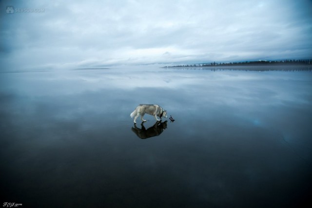 Сибирские хаски гуляют по замерзшему озеру