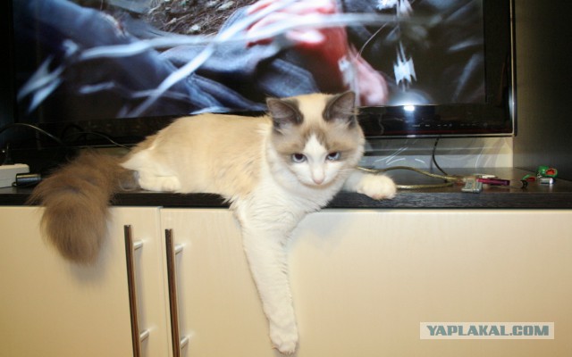 Котовторник 24.03.2015