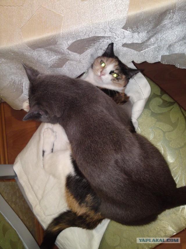 Котовторник