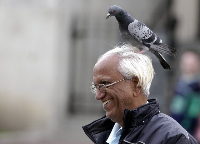 Наглые пернатые морды