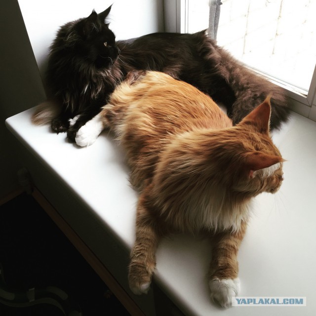 Котовторник
