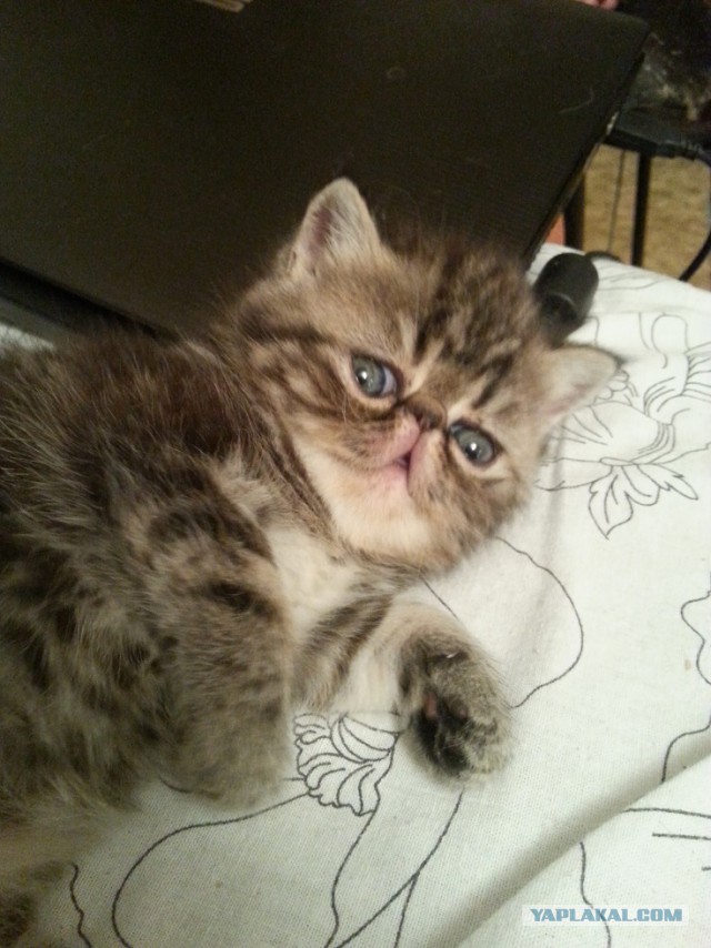 Котовторник  21.07.2015