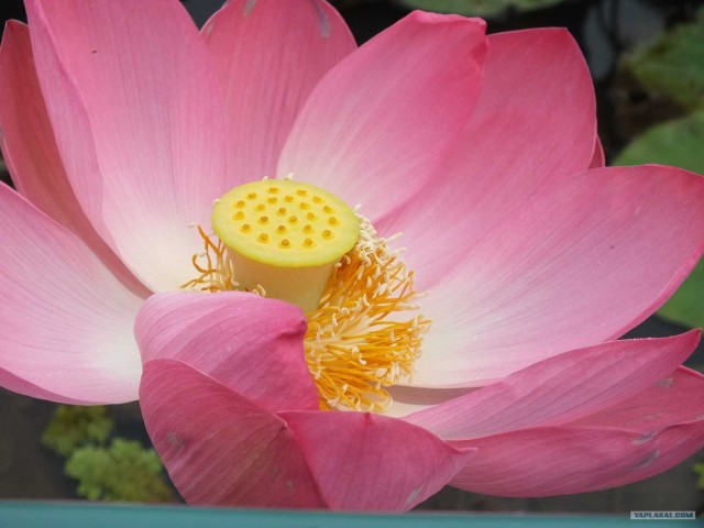 Золотая осень