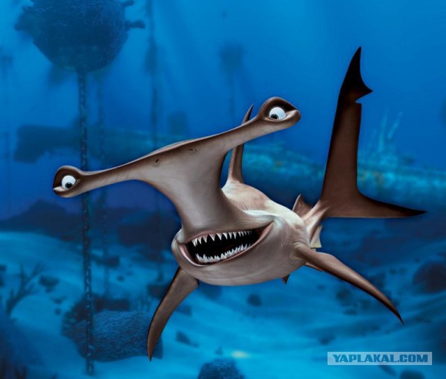 Нападение акулы на рыбака-каякера