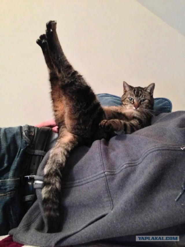 Котовторник