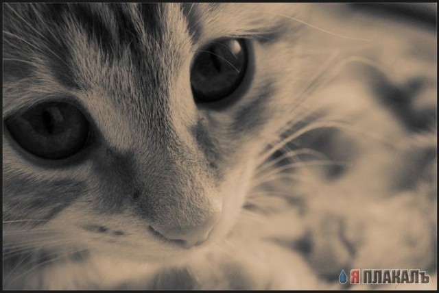 Коты, кошки, котята