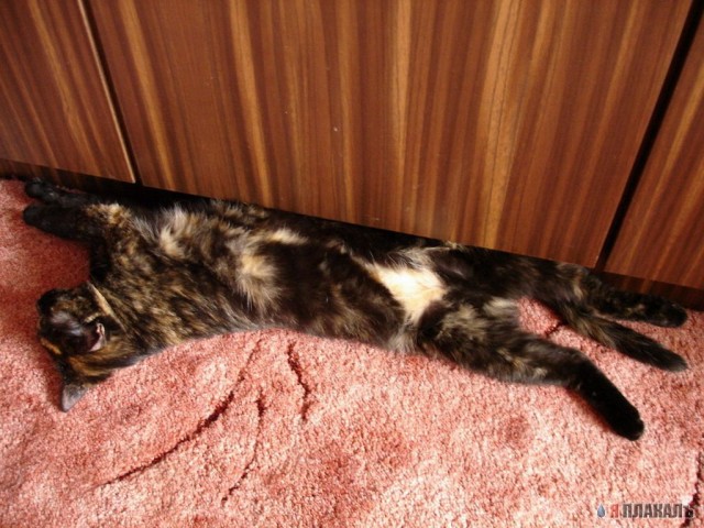 Коты, кошки, котята