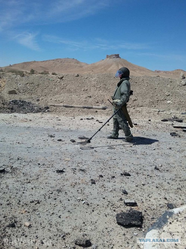 Пальмира: российские саперы с собаками ликвидируют мины ИГИЛ — эксклюзив «Русской Весны»