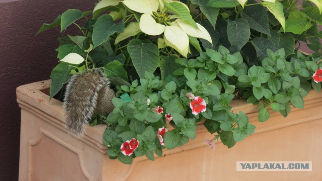 Флорида.Орландо.