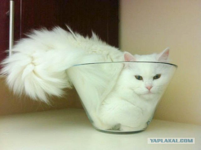 Котовторник 07.06.2016