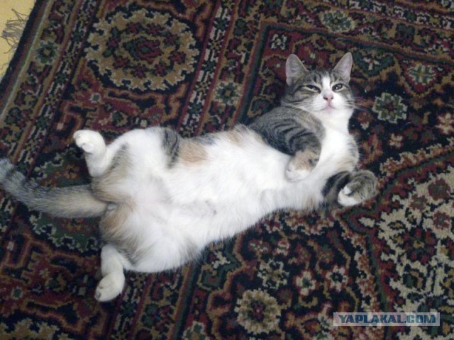 Ваши фотки котов на телефон