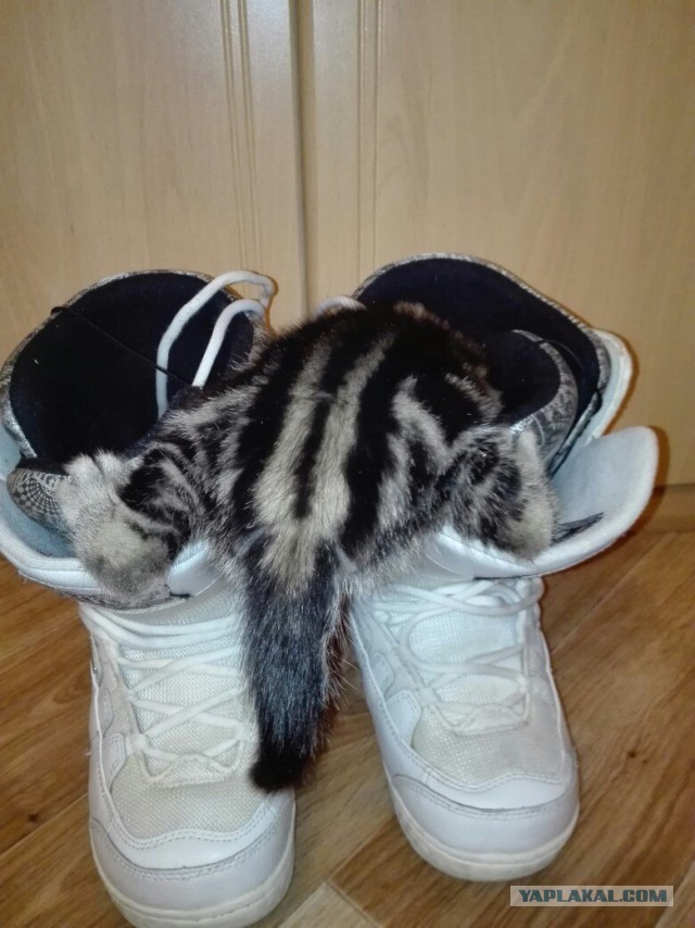 Прикольные животные