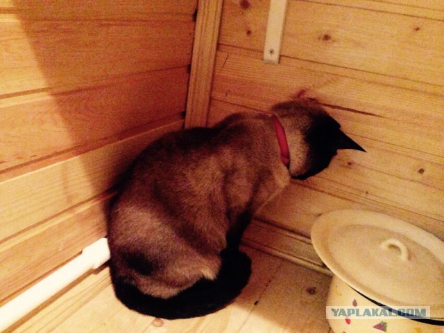 Котовторник 26.07 2016