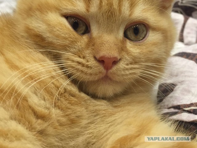 Котовторник. Алиса. Одно из лучших творений природы.