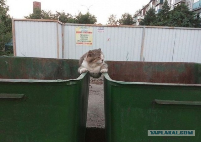 Картинки разные из сети