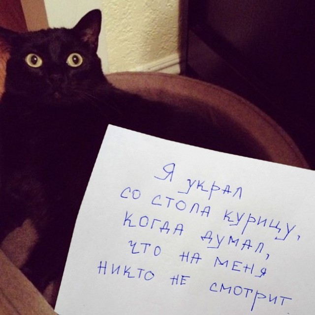 Котовторник. Понять и простить.