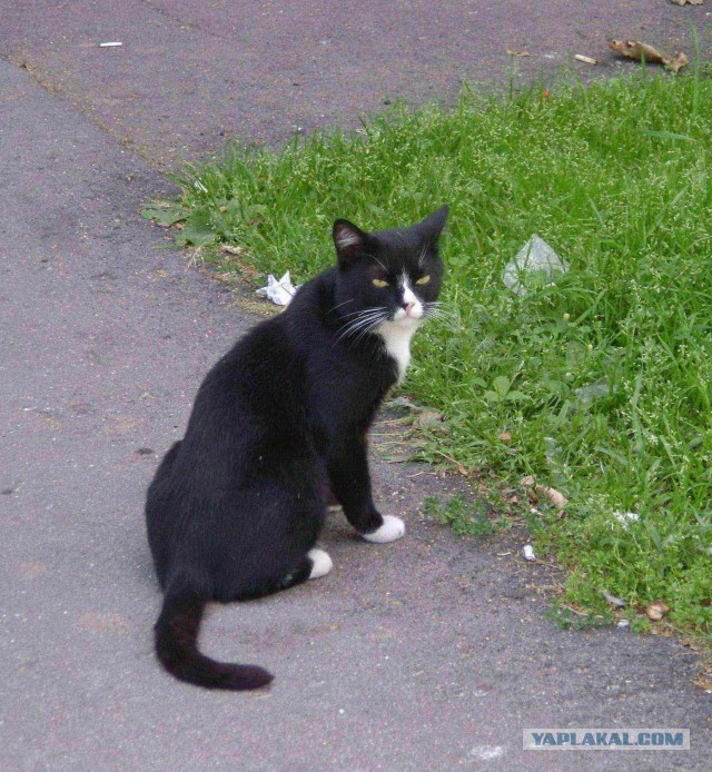 Котовторник 27.09.16