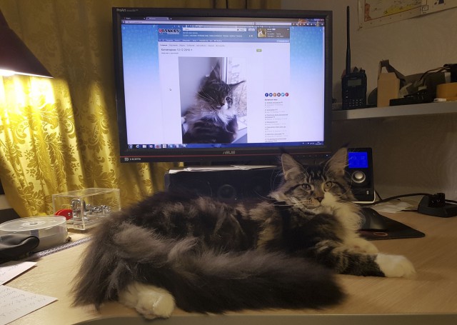Котовторник 13.12.2016