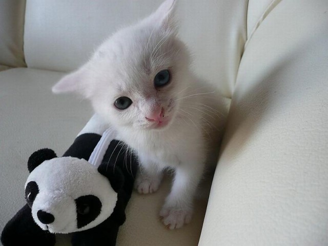 Коты из сети