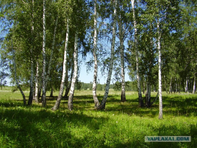 Мой родной сибирский поселок