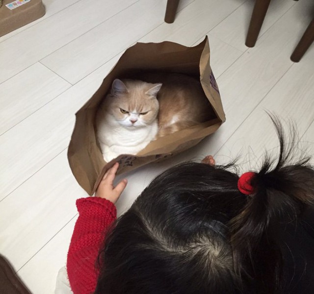 Коты из сети
