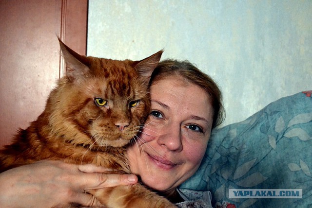 Джокер и его семья