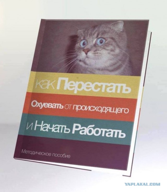 День трудящихся котов