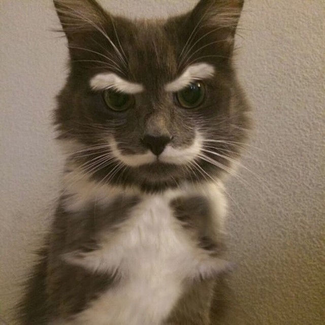 Коты и Кошки