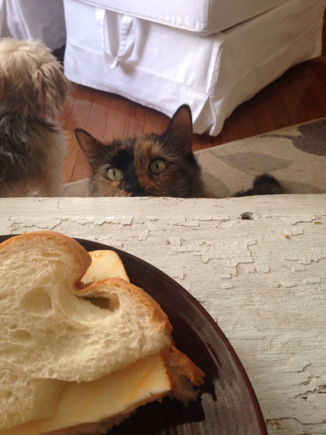 Коты и Кошки