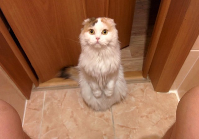 Коты и Кошки