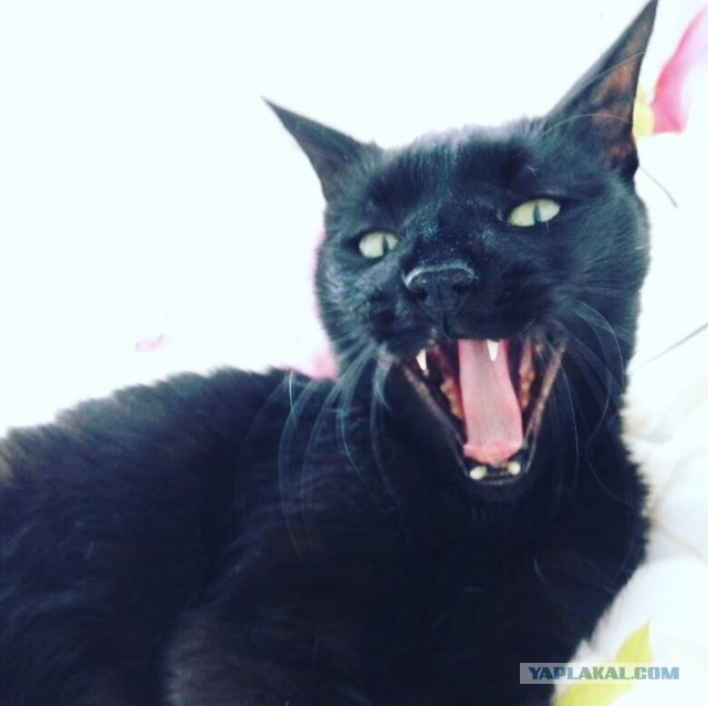 Котовторник 30.05.2017