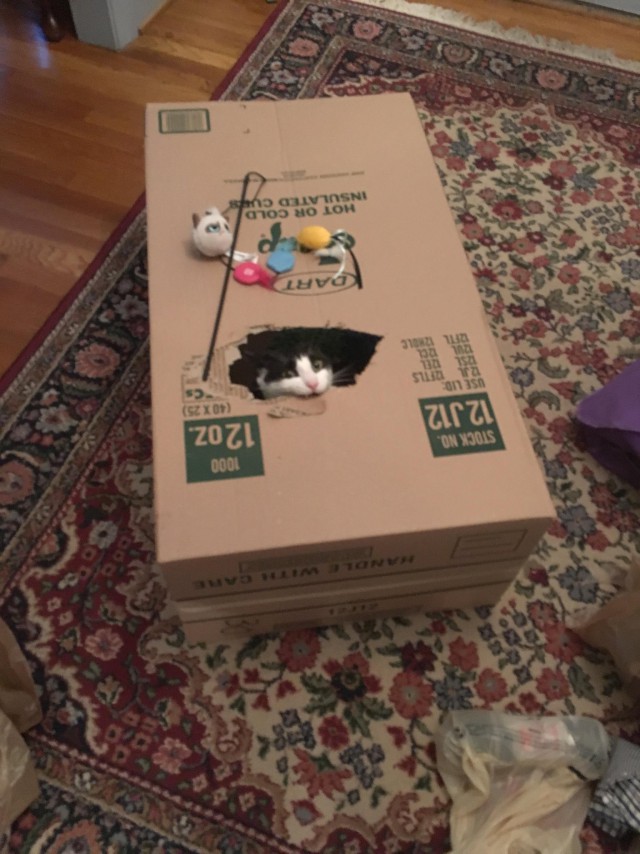 Коты и Кошки