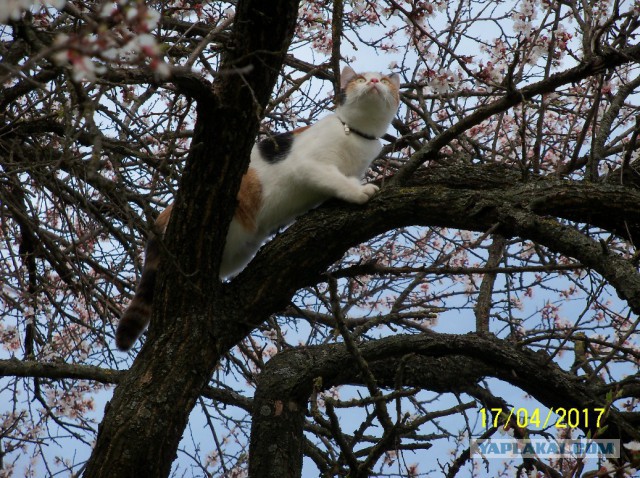 Котовторник 13.06.2017