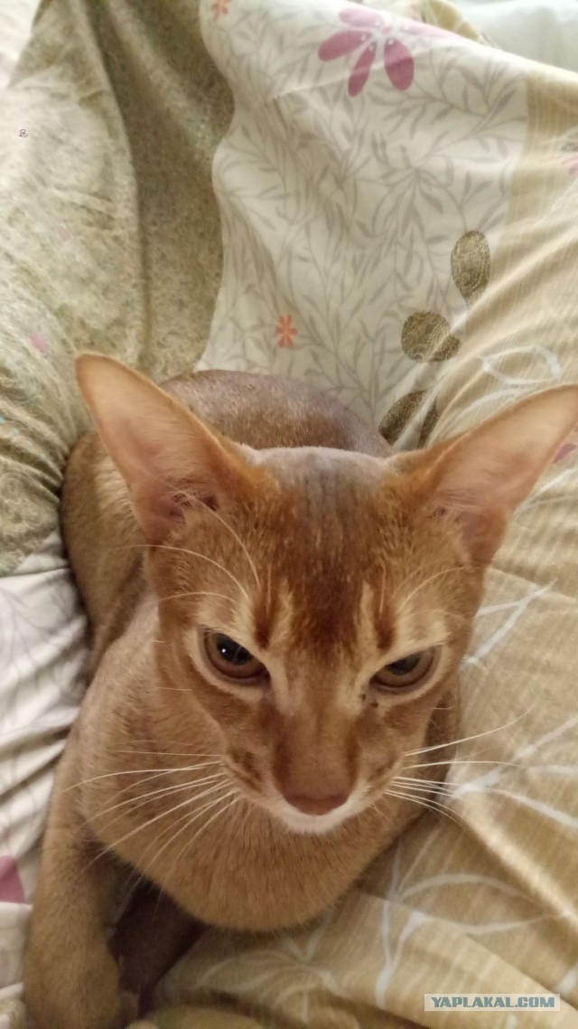 Котовторник 04.07.17