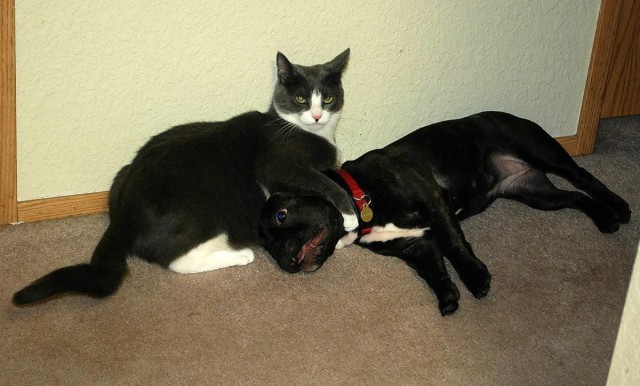 Коты и Кошки
