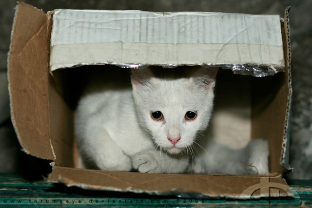 Коты и Кошки