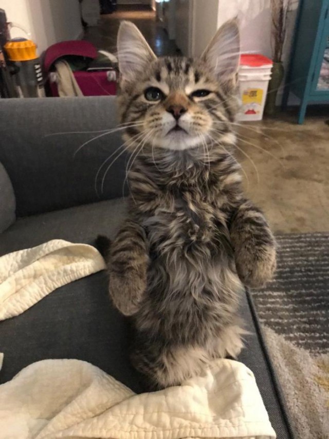 Прикольных котов пост