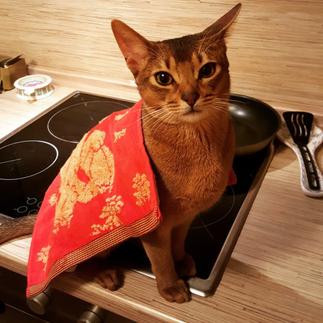 Прикольных котов пост